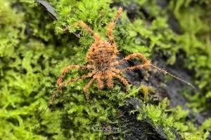 Triregia spp, Triaenonychidae, photographed in New Zealand by Bryce McQuillan
