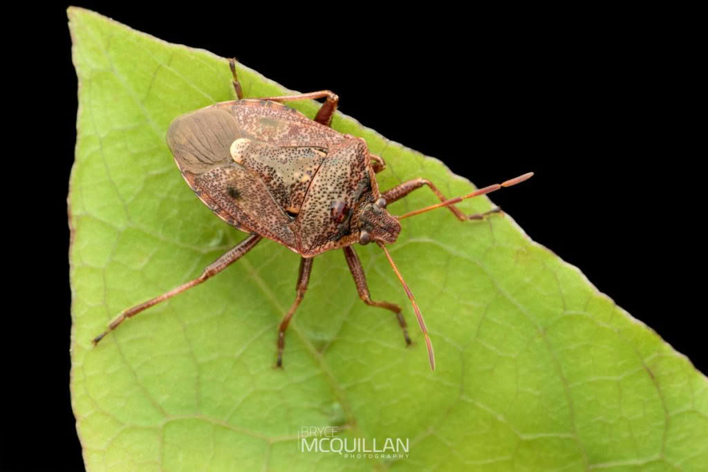 BMcQ-10413E.tif (Cermatulus nasalis), Pentatomidae, photographed in New Zealand by Bryce McQuillan