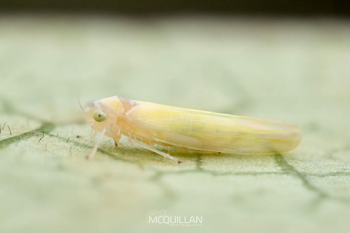 New Zealand’s Plant Hoppers, Rhyparochromidae, photographed in New Zealand by Bryce McQuillan