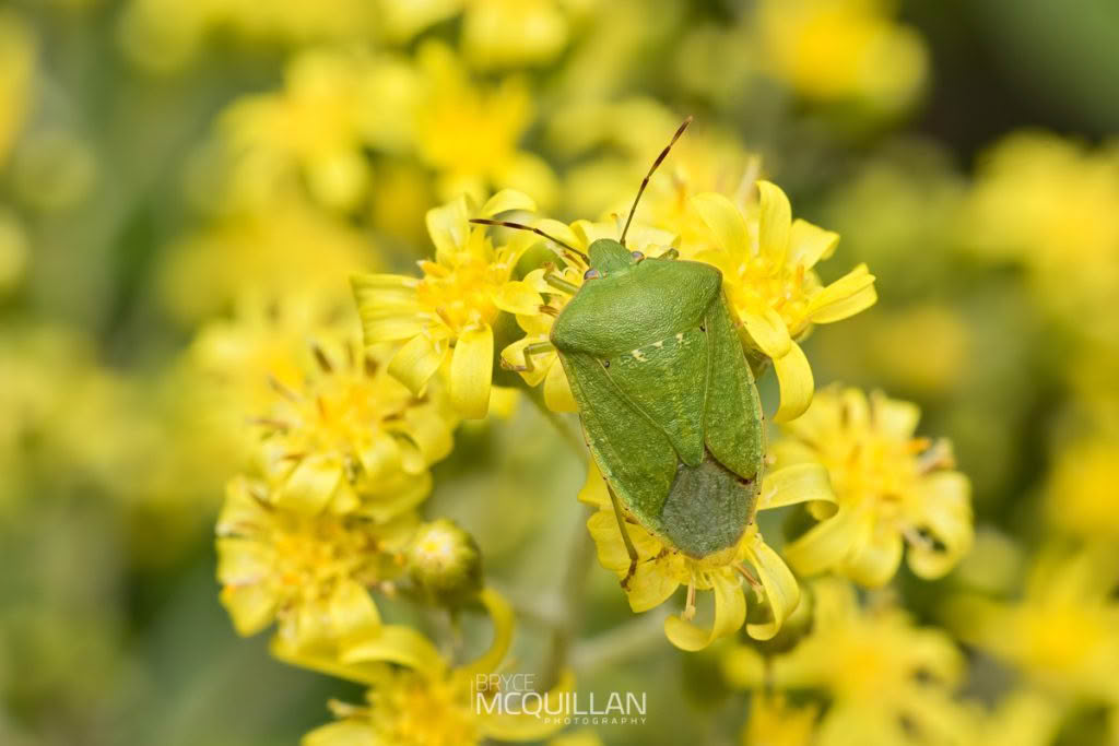 New Zealand’s Shield Bugs, photographed in New Zealand by Bryce McQuillan