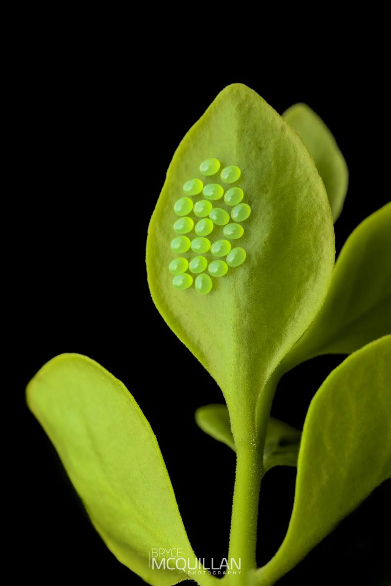 New Zealand’s Shield Bugs, photographed in New Zealand by Bryce McQuillan