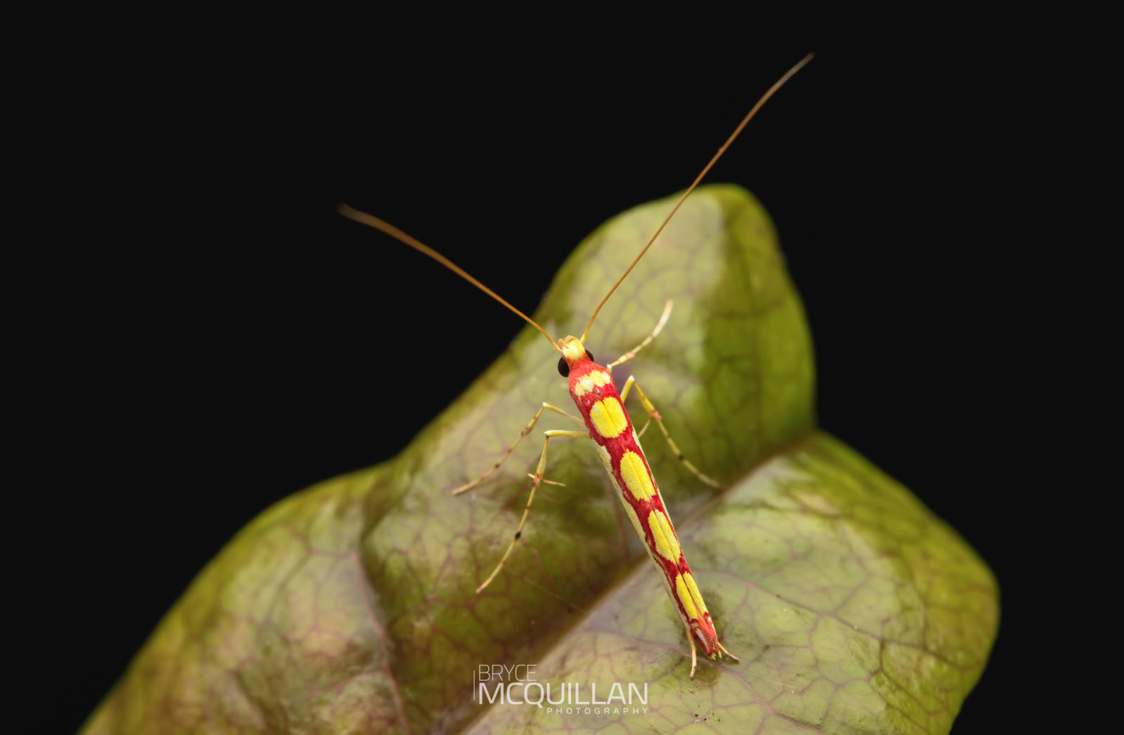 Swamp maire moth (Macarostola miniella)
