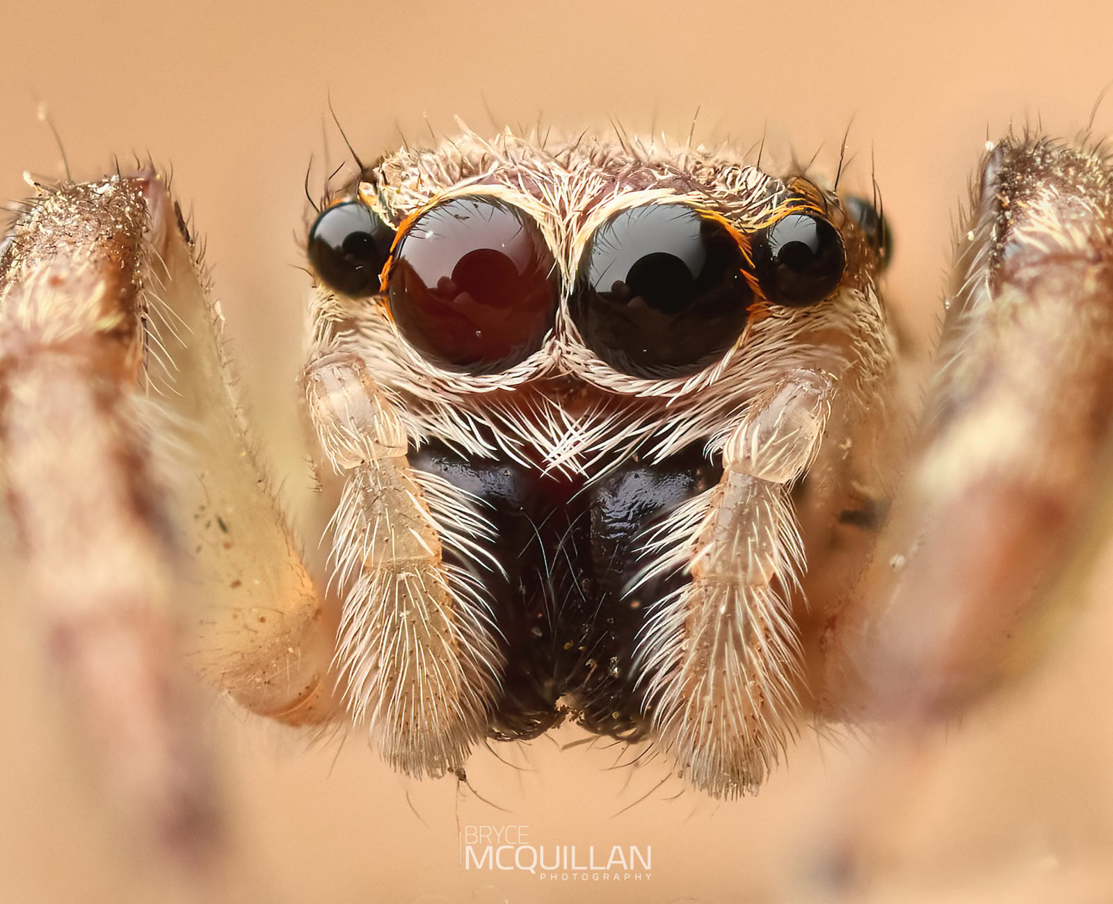 Macro photograph made with Canon EOS R5 Mark II