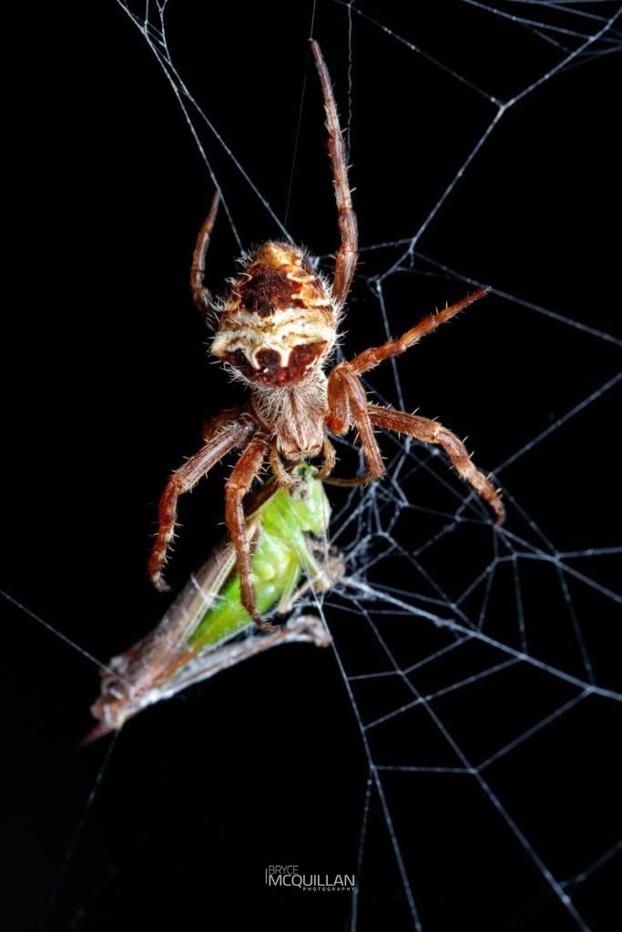 Backobourkia brounii, Araenidae, photographed in New Zealand by Bryce McQuillan