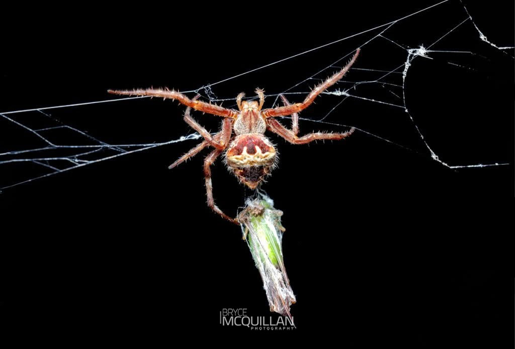 Backobourkia brounii, Araenidae, photographed in New Zealand by Bryce McQuillan