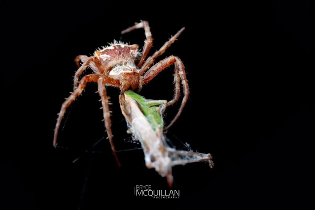 Backobourkia brounii, Araenidae, photographed in New Zealand by Bryce McQuillan