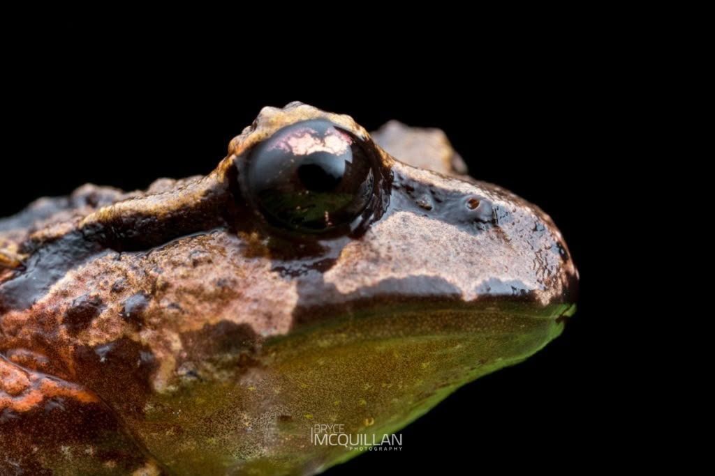 Archery frog (Archery frogs), photographed in New Zealand by Bryce McQuillan