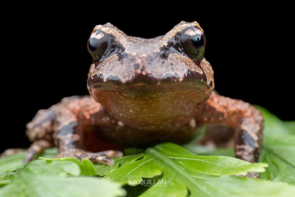 Archery frog (Archery frogs), photographed in New Zealand by Bryce McQuillan