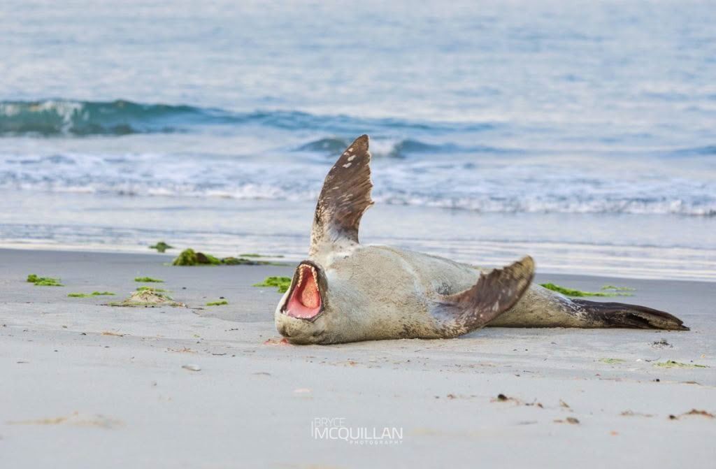 Mammals of, photographed in New Zealand by Bryce McQuillan
