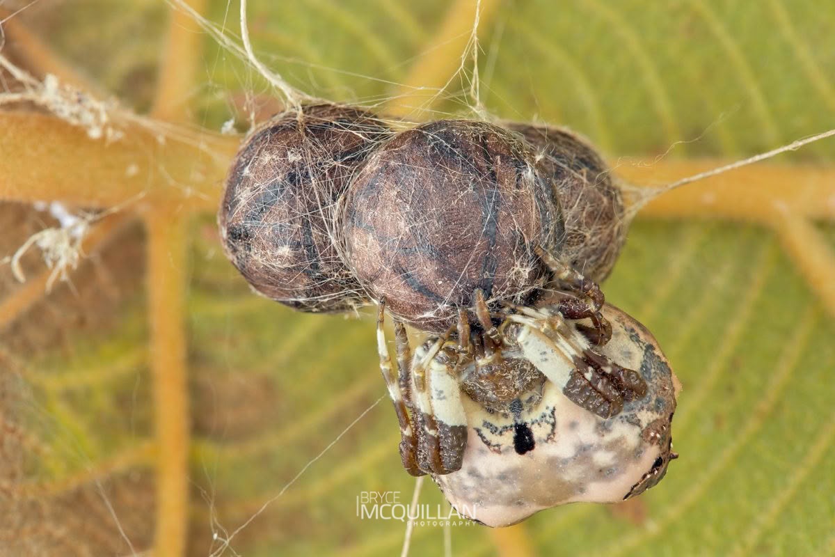Common Bird-dropping Spider (Celaenia excavata), Araenidae, photographed in New Zealand by Bryce McQuillan
