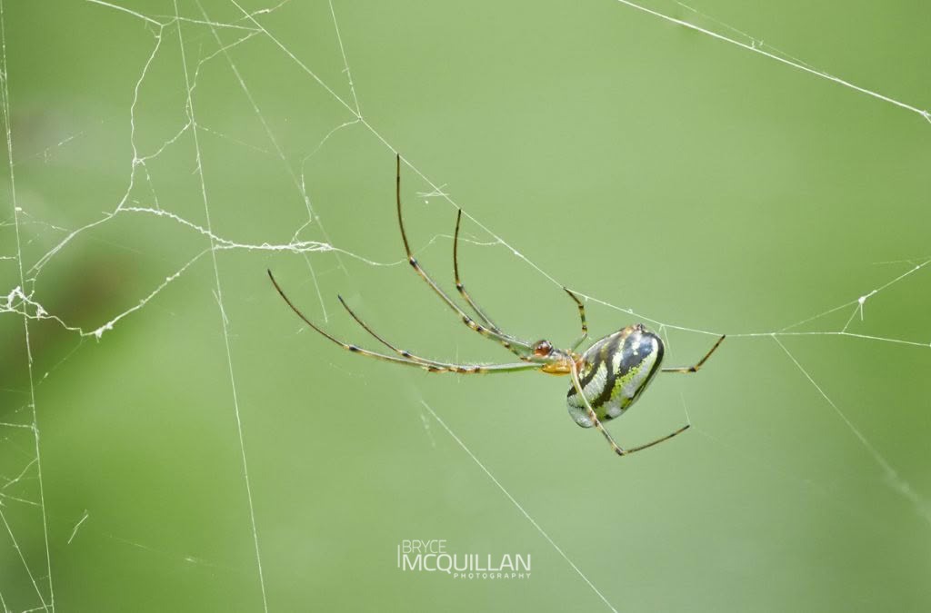 Silver Orb Spider (Leucauge dromedaria), Tetragnathidae, photographed in New Zealand by Bryce McQuillan