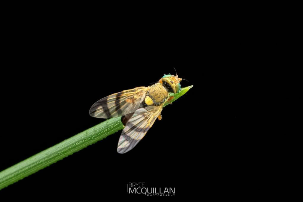 BMcQ-N70925