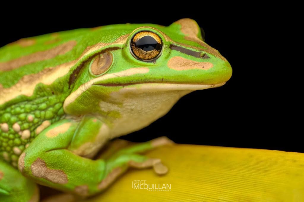 Green and Golden Bell Frog (Ranoidea aurea), photographed in New Zealand by Bryce McQuillan