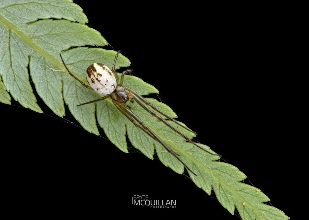 Nanometa forsteri, Tetragnathidae, photographed in New Zealand by Bryce McQuillan