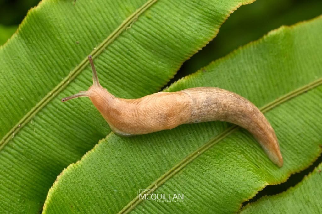 Deroceras reticulatum, Agriolimacidae, photographed in New Zealand by Bryce McQuillan