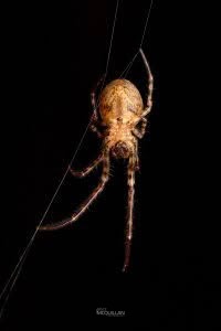 Tawhai arborea, Tetragnathidae, photographed in New Zealand by Bryce McQuillan