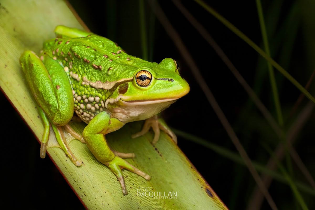 Southern Bell Frog (Ranoidea raniformis), photographed in New Zealand by Bryce McQuillan