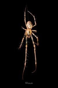 Tawhai arborea, Tetragnathidae, photographed in New Zealand by Bryce McQuillan