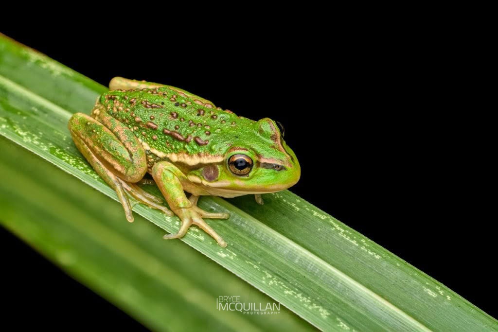 Southern Bell Frog (Ranoidea raniformis), photographed in New Zealand by Bryce McQuillan