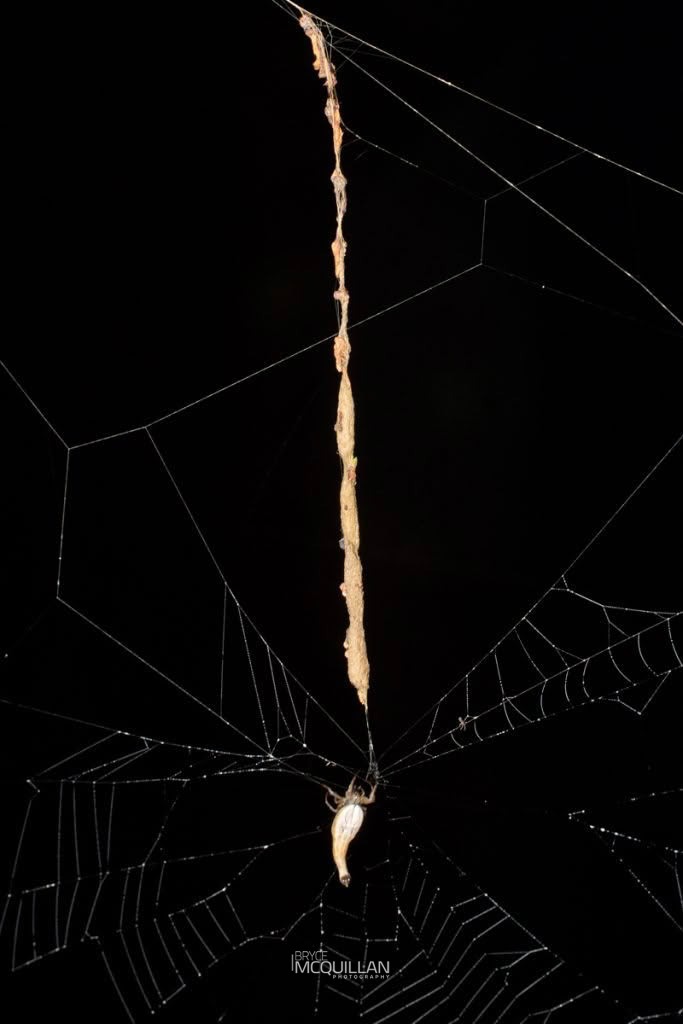 Tailed forest spider (Arachnura feredayi), photographed in New Zealand by Bryce McQuillan