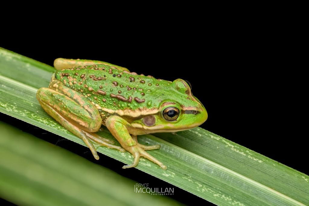 Southern Bell Frog (Ranoidea raniformis), photographed in New Zealand by Bryce McQuillan