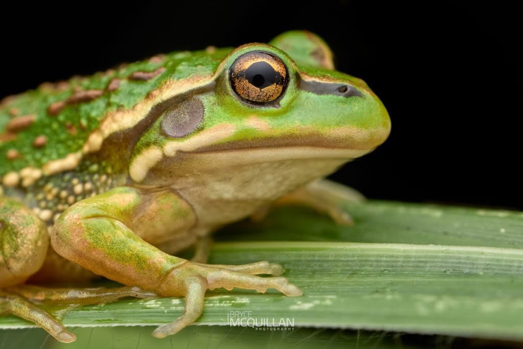 Southern Bell Frog (Ranoidea raniformis), photographed in New Zealand by Bryce McQuillan