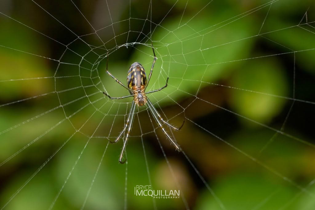Silver Orb Spider (Leucauge dromedaria), Tetragnathidae, photographed in New Zealand by Bryce McQuillan