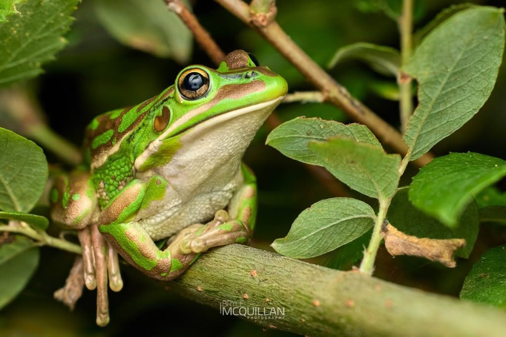 Green and Golden Bell Frog (Ranoidea aurea), photographed in New Zealand by Bryce McQuillan