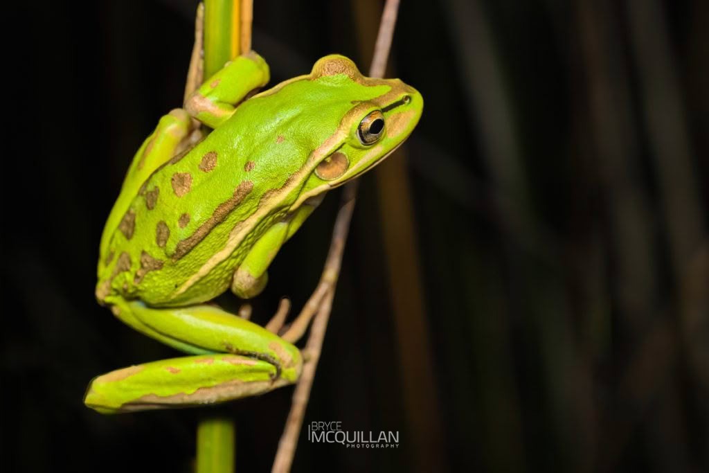 Green and Golden Bell Frog (Ranoidea aurea), photographed in New Zealand by Bryce McQuillan