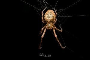 Tawhai arborea, Tetragnathidae, photographed in New Zealand by Bryce McQuillan