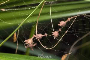 Uploaded to Inaturlist