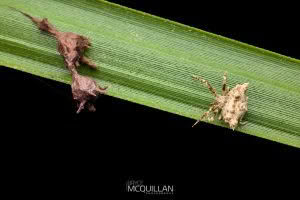 Uploaded to Inaturlist