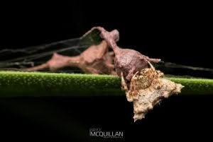 Uploaded to Inaturlist