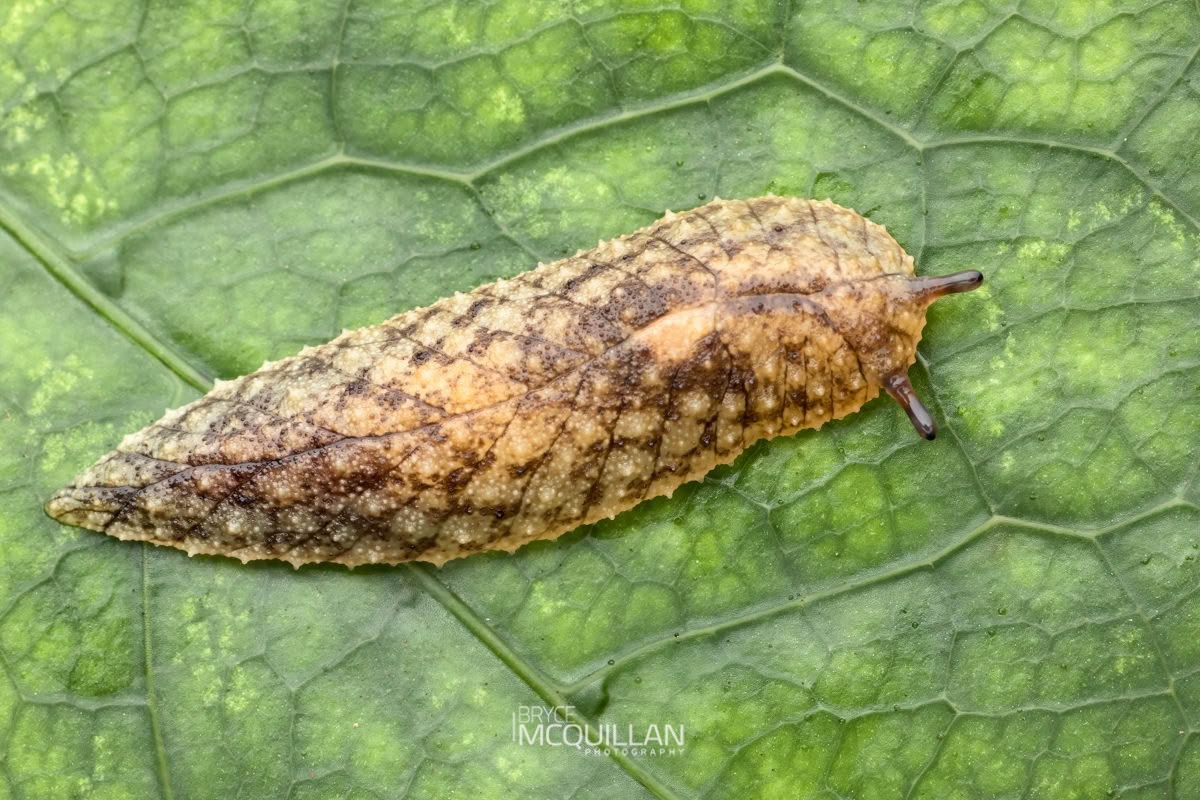BNM-N00763E.tif (Athoracophorus sp.), Athoracophoridae, photographed in New Zealand by Bryce McQuillan