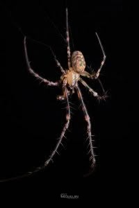 Tawhai arborea, Tetragnathidae, photographed in New Zealand by Bryce McQuillan