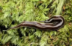 Uploaded to Inaturlist