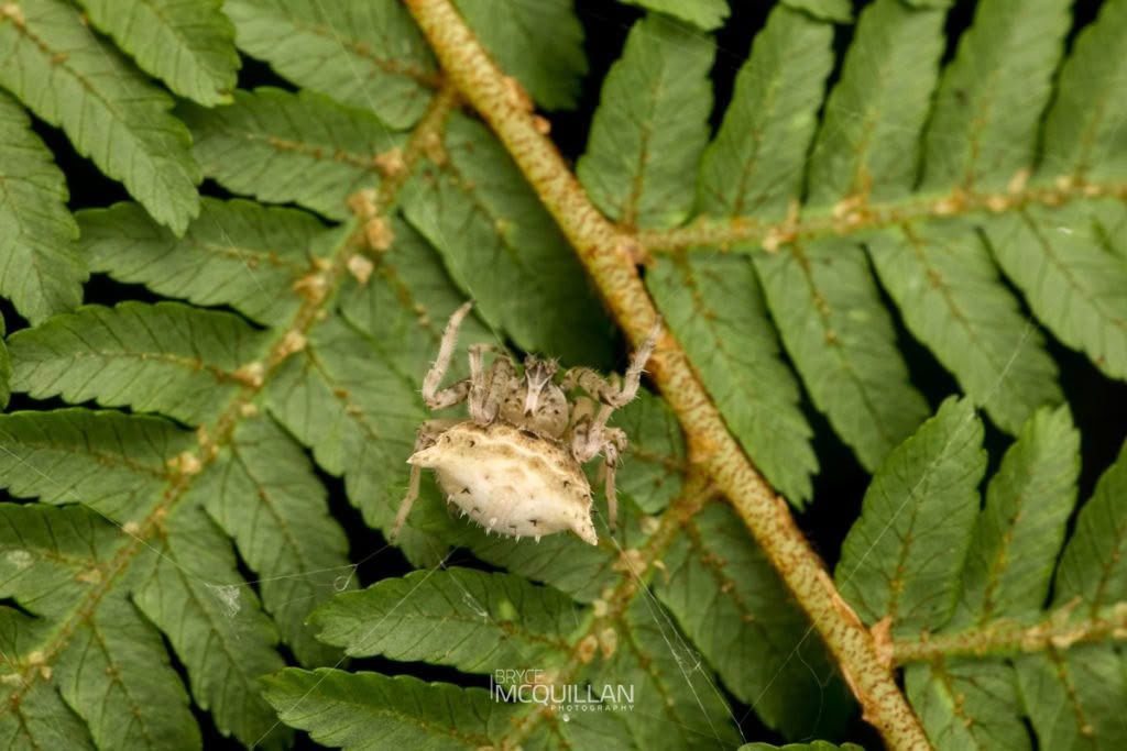 Celaenia spp, photographed in New Zealand by Bryce McQuillan