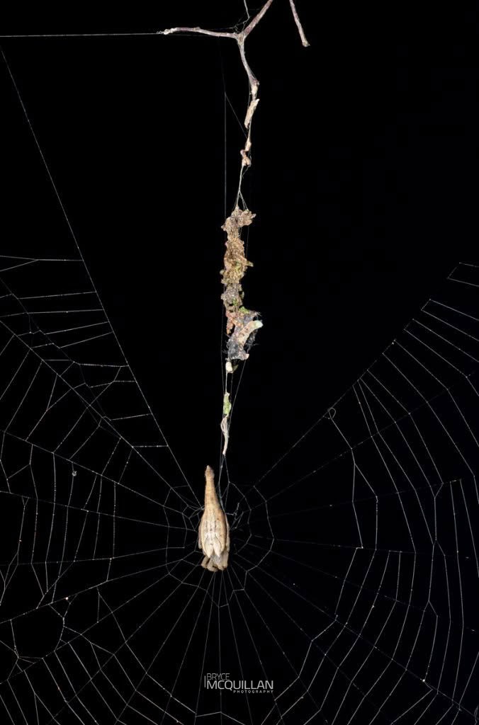 Tailed forest spider (Arachnura feredayi), photographed in New Zealand by Bryce McQuillan