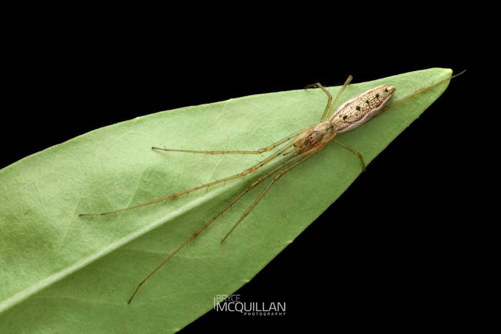 Tetragnatha spp, Tetragnathidae, photographed in New Zealand by Bryce McQuillan