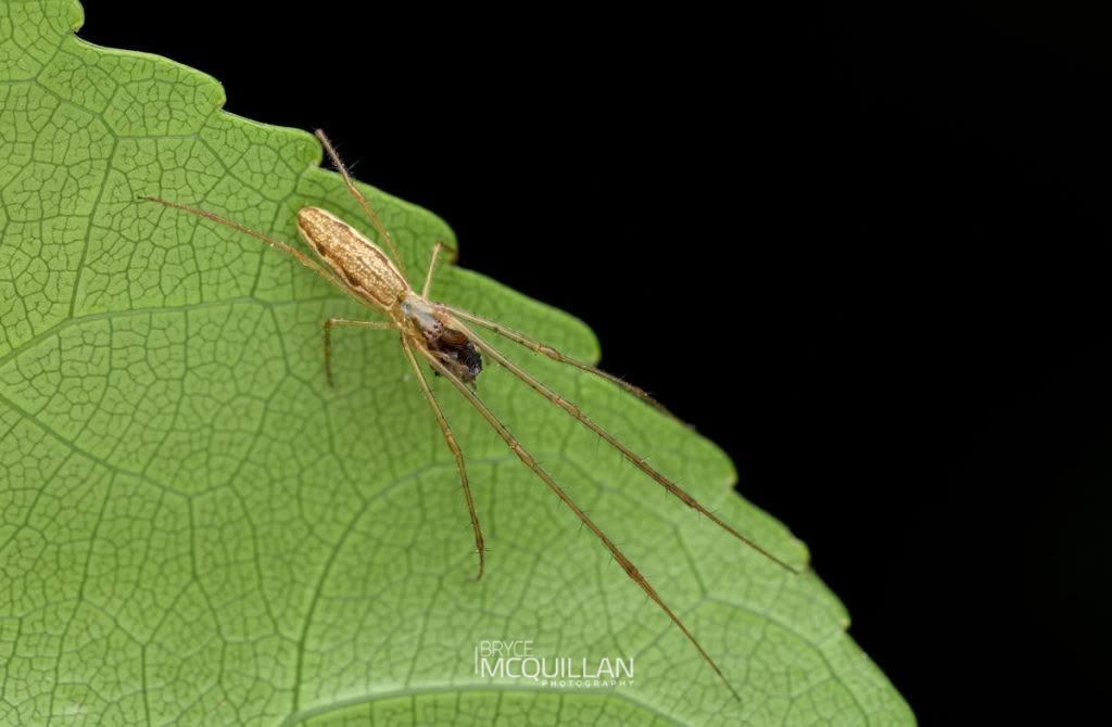 Tetragnatha spp, Tetragnathidae, photographed in New Zealand by Bryce McQuillan