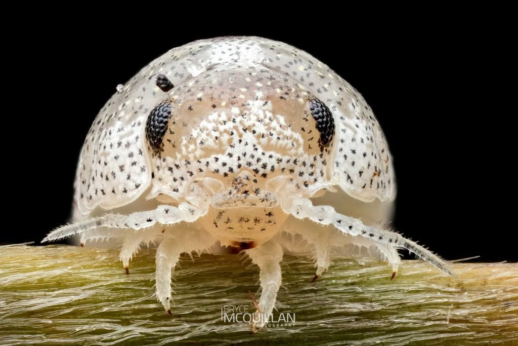 New Zealand Calloused Beach Pillbug (Tylos neozelanicus), Tylidae, photographed in New Zealand by Bryce McQuillan