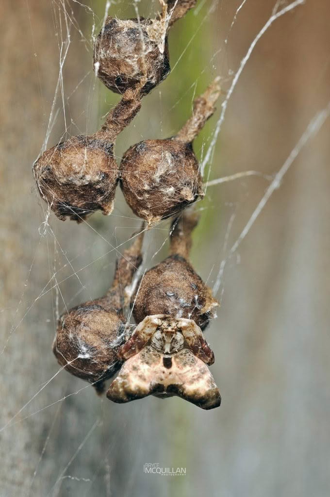Celaenia spp, photographed in New Zealand by Bryce McQuillan