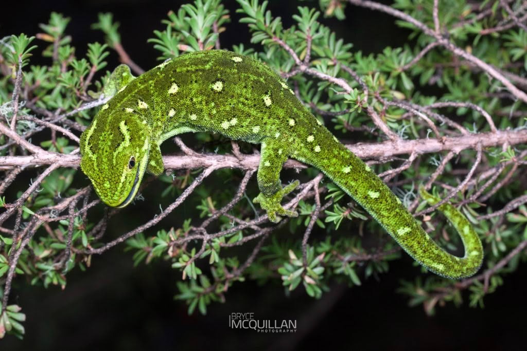 West Coast Green Gecko (Naultinus tuberculatus), photographed in New Zealand by Bryce McQuillan