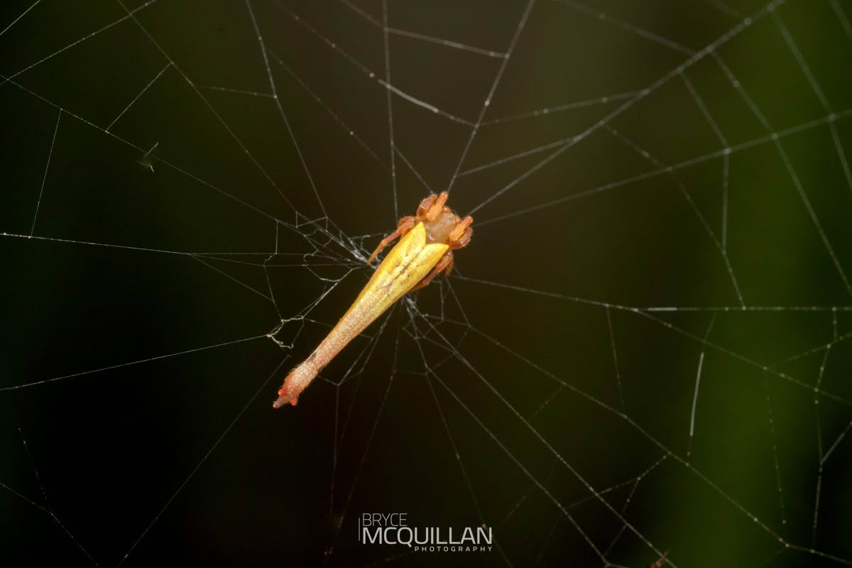 Tailed forest spider (Arachnura feredayi), photographed in New Zealand by Bryce McQuillan