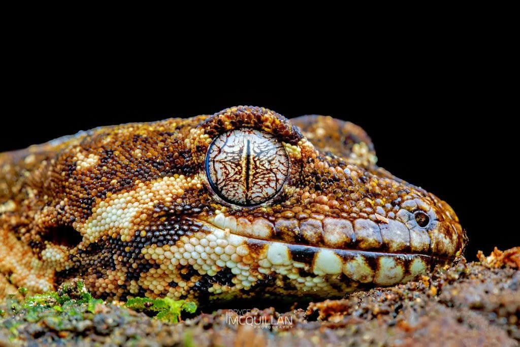 Forest Gecko (Mokopirirakau granulatus), photographed in New Zealand by Bryce McQuillan