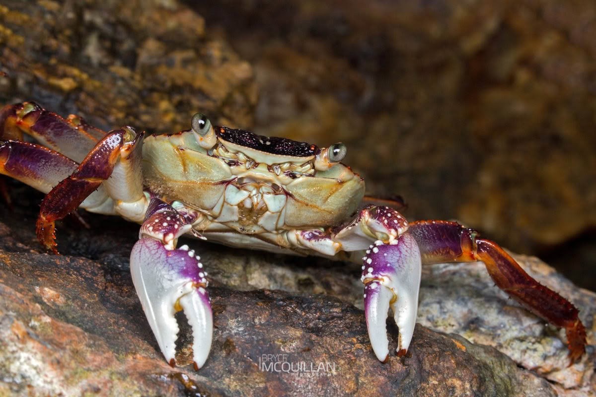 Purple Rock Crab (Leptograpsus variegatus), photographed in New Zealand by Bryce McQuillan