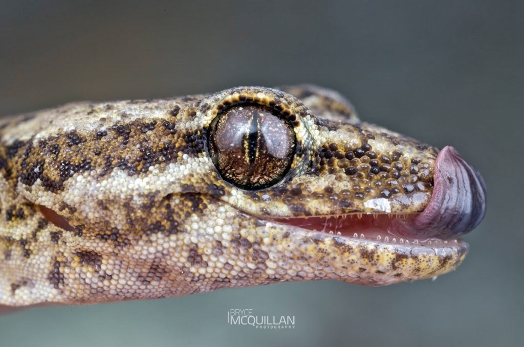 Schist Gecko (Woodworthia “Central Otago” ), photographed in New Zealand by Bryce McQuillan