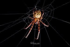 Tawhai arborea, Tetragnathidae, photographed in New Zealand by Bryce McQuillan