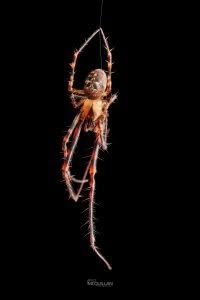 Tawhai arborea, Tetragnathidae, photographed in New Zealand by Bryce McQuillan