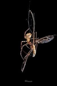 Tawhai arborea, Tetragnathidae, photographed in New Zealand by Bryce McQuillan